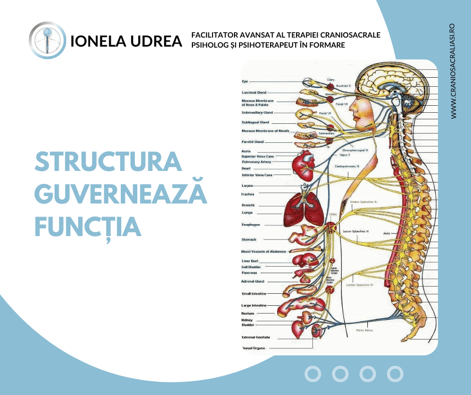 Structura guvernează funcția: principiul fundamental al osteopatiei.